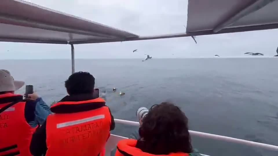 Aves marinas volando sobre el mar durante una salida de avistamiento